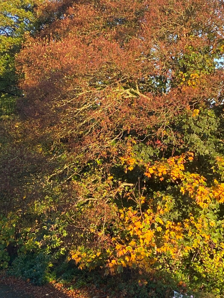Autumn trees reflecting the sunshine.
