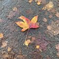 Sweetgum leaf restring on the pavement.