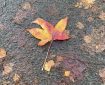 Sweetgum leaf restring on the pavement.
