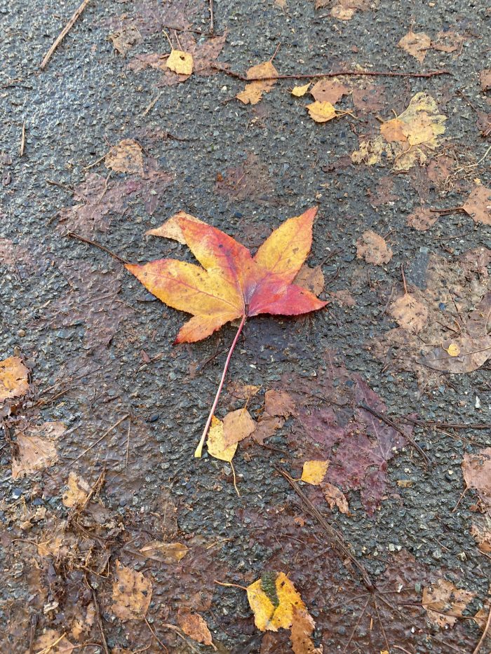 Sweetgum leaf restring on the pavement.