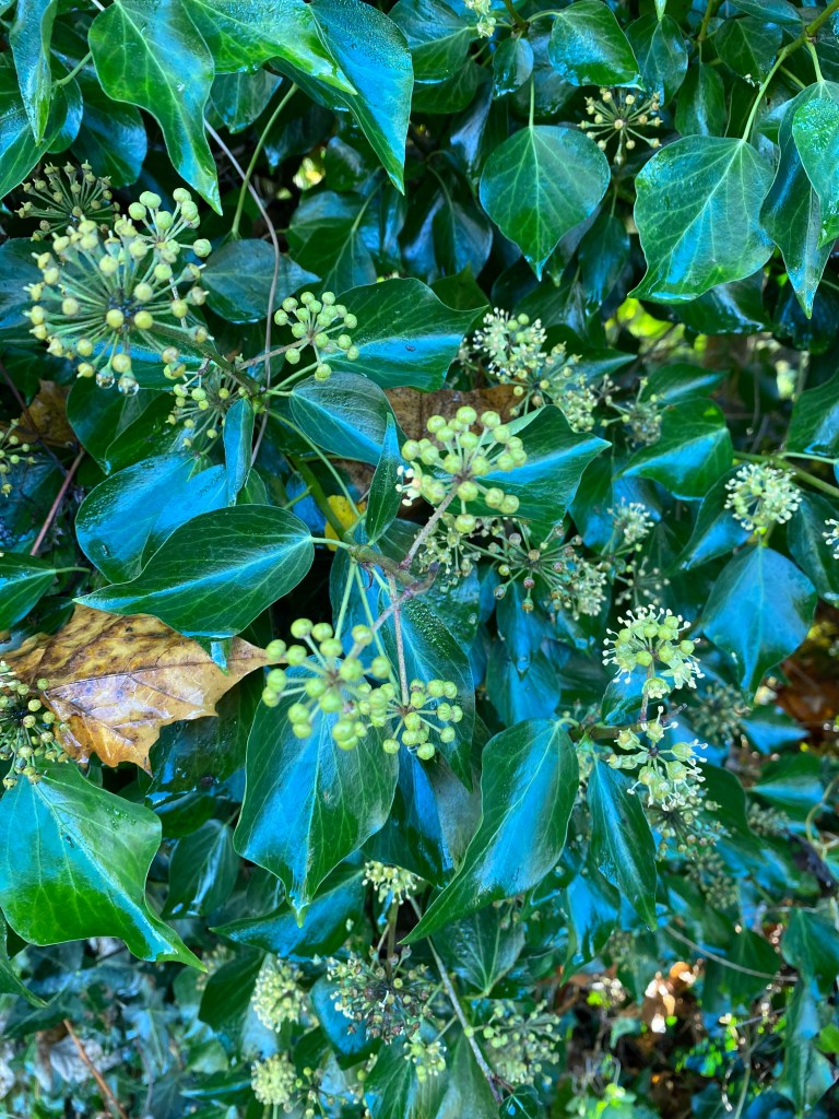 Some rather attractive ivy.