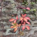 Virginia Creeper on a stone wall.