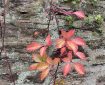 Virginia Creeper on a stone wall.