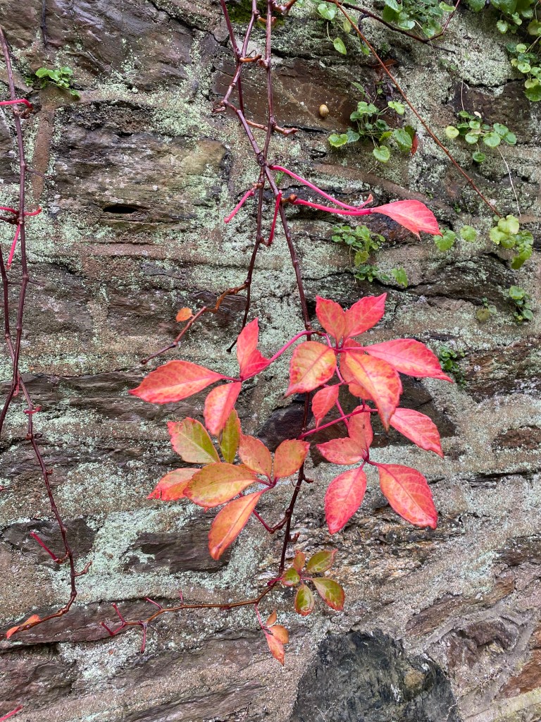Virginia  Creeper on a stone wall.