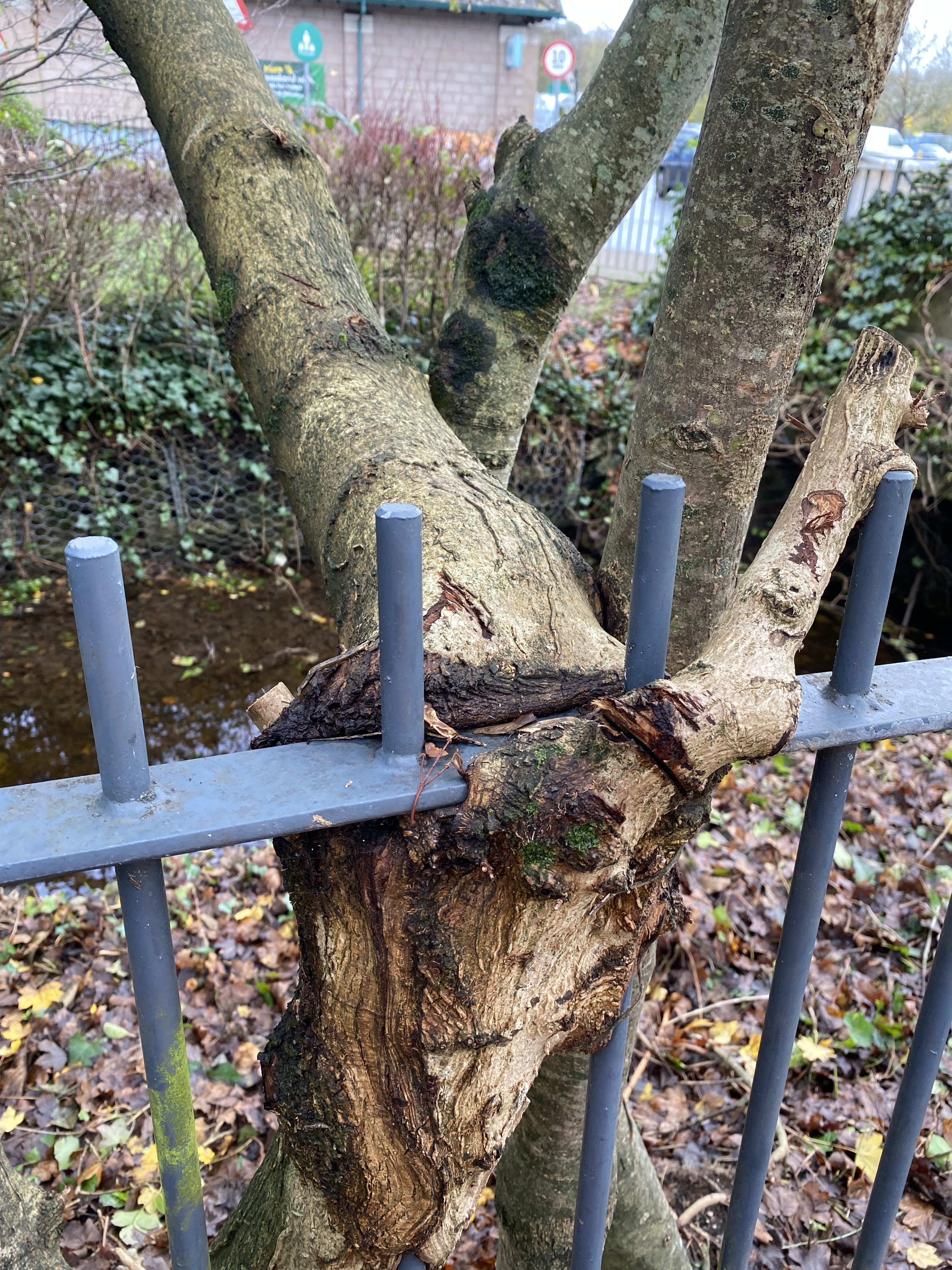 Tree in the railing.