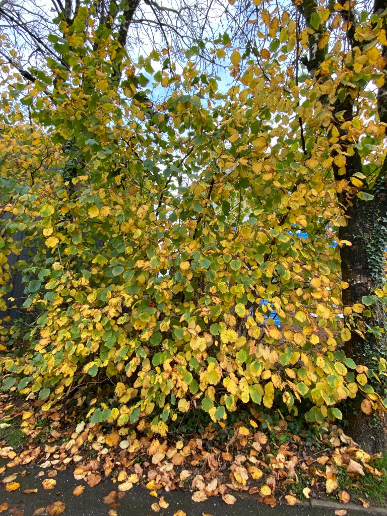 Lime tree in Autumn.