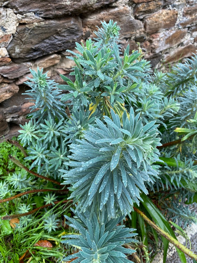 Mediterranean Spurge in the rain.