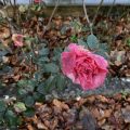 A rose after a frost.