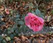 A rose after a frost.