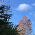 An autumn view of the sky, clouds and trees.
