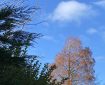 An autumn view of the sky, clouds and trees.