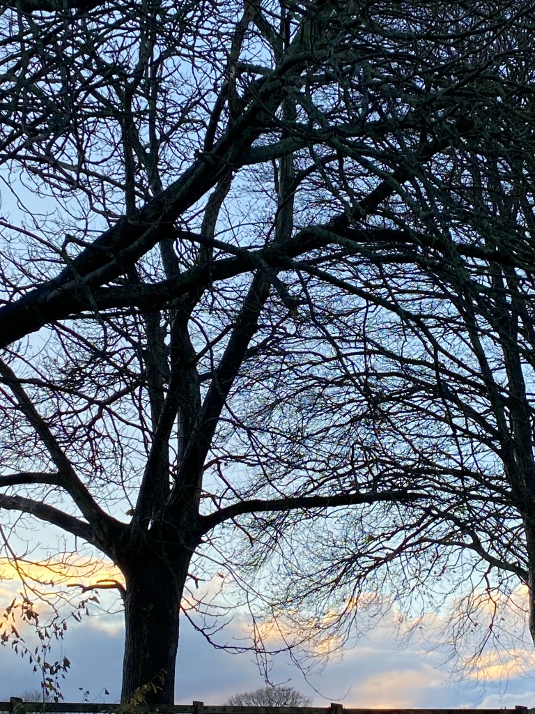 Evening sky through the trees.