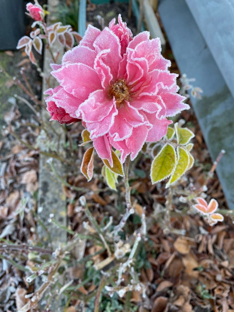A frozen pink rose.