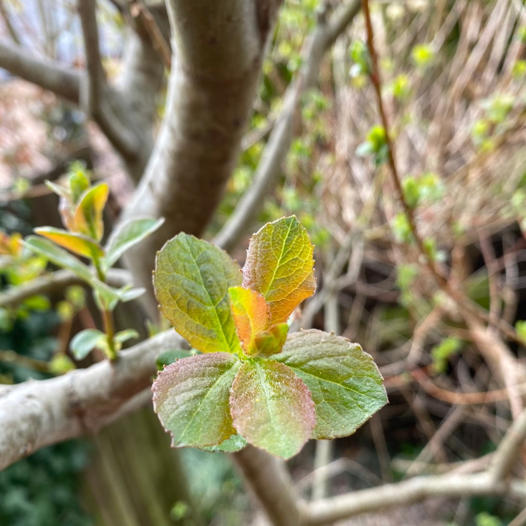 Early leaves in green, maroon, and sunlight.
