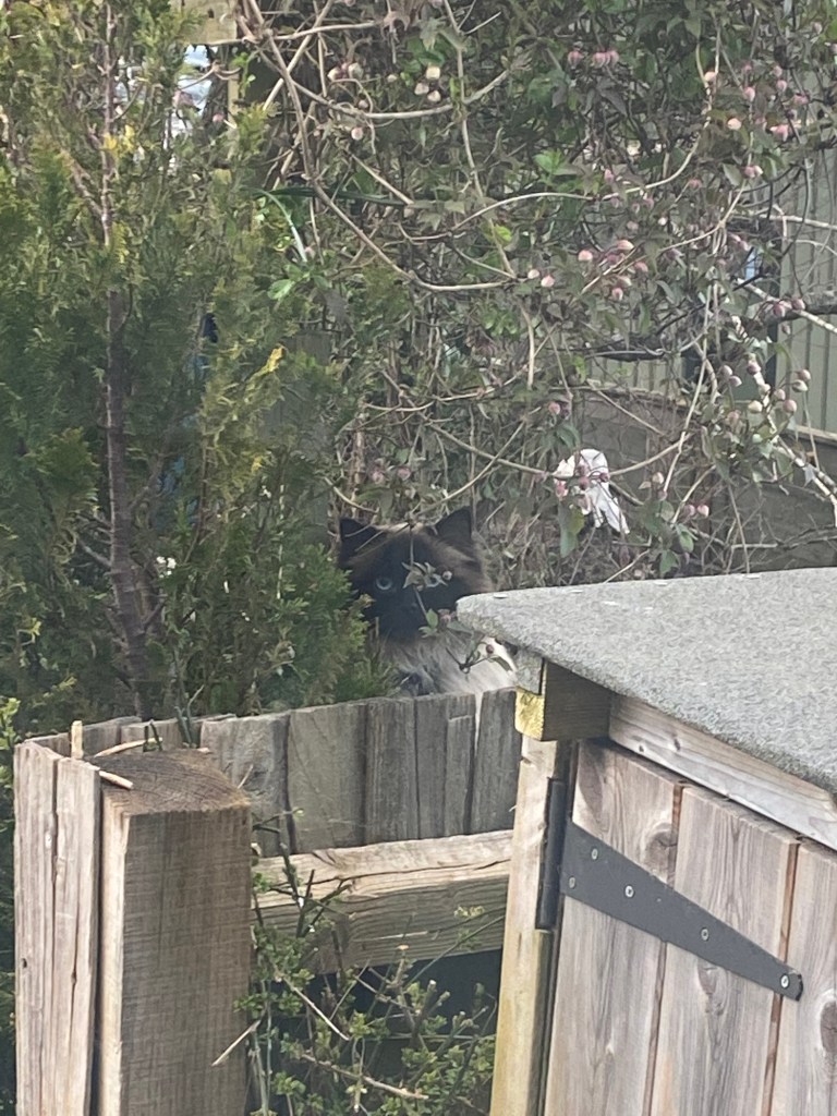 Chocolate Box looking over the fence.
