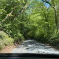 A leafy lane on the approach to Dartmoor, in summer.