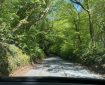 A leafy lane on the approach to Dartmoor, in summer.