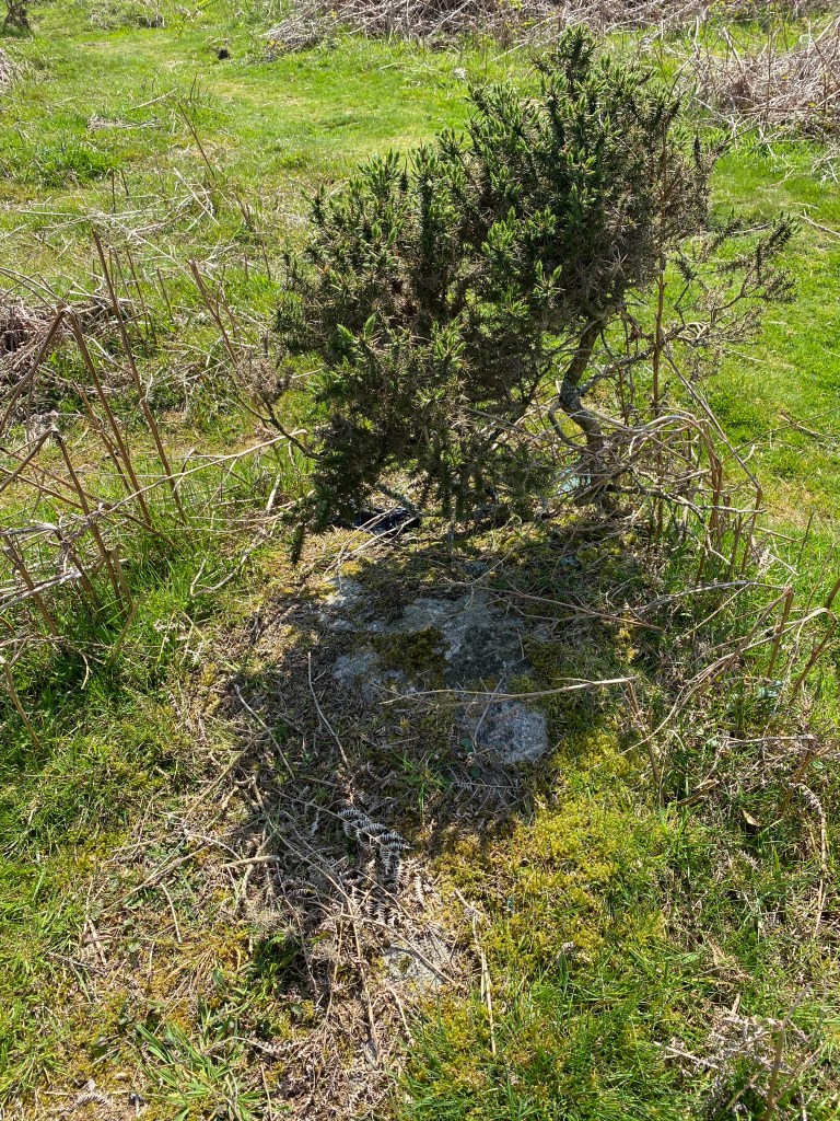 Small tree on Dartmoor.