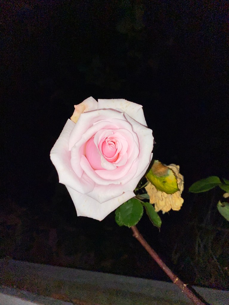 Pink rose in the dark.