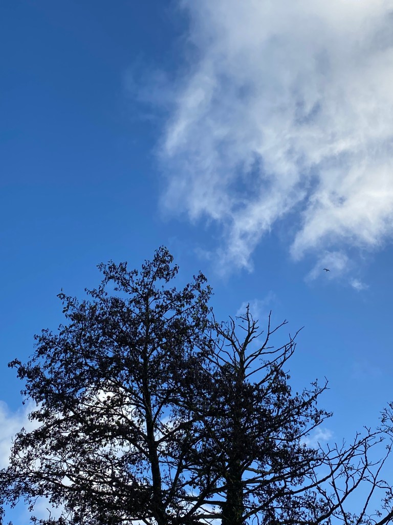 Sky, clouds, and trees.