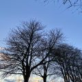 Silhouette trees against the evening sky.