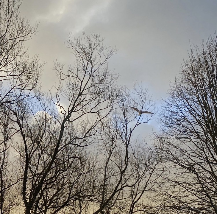 Seagull, winter trees, against a grey sky.