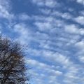 A bare winter tree beneath soft, fluffy clouds floating across a bright blue sky.
