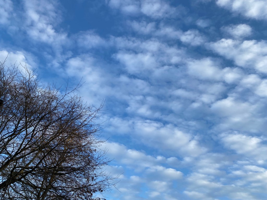 A bare winter tree beneath soft, fluffy clouds floating across a bright blue sky.