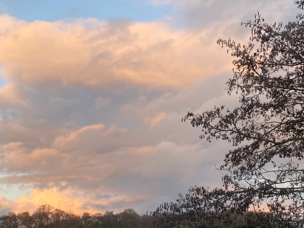 Clouds catching the afternoon sun. 