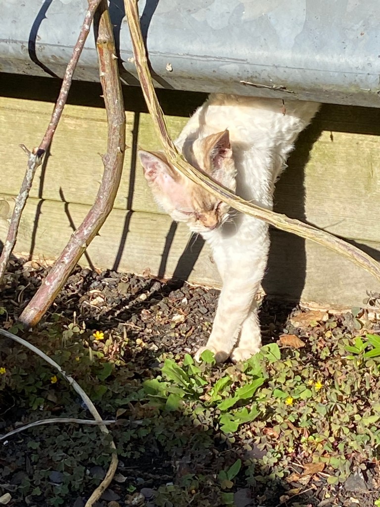 Blondie makes an entrance. 
