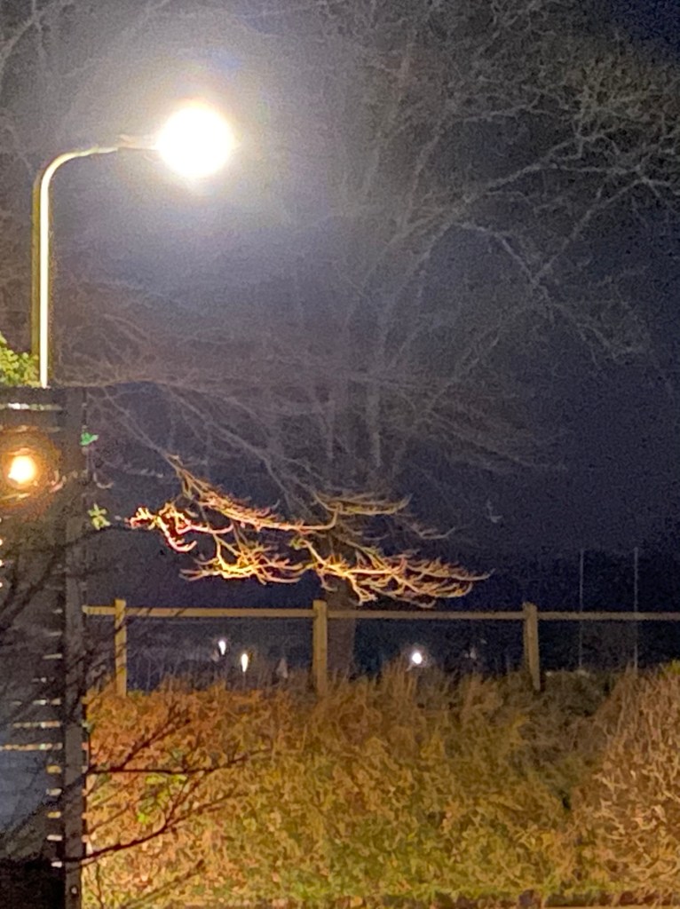 Trees on a windy night.