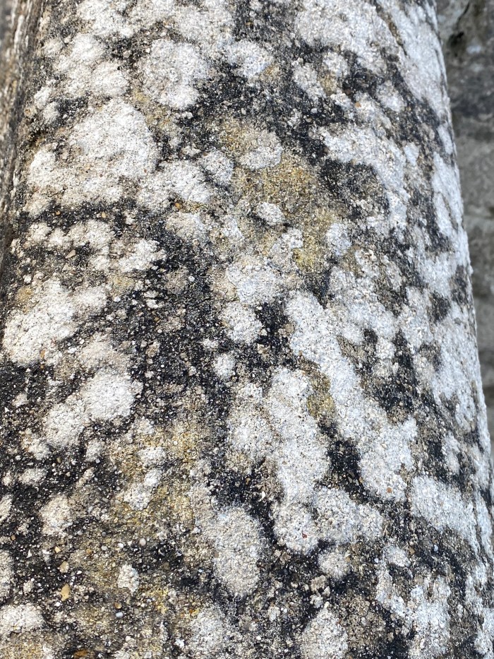 Lichen on top of the wall. 