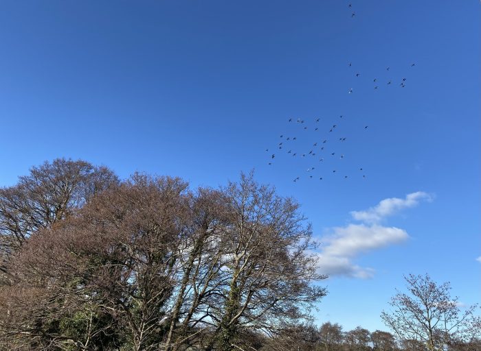 Birds, Trees, and Sky.