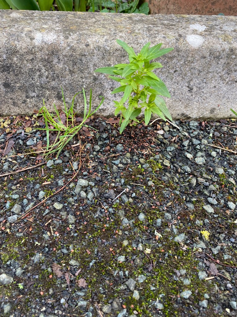 Grass and a plant growing in the road.