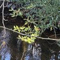 Holly growing over the Totnes Leat.