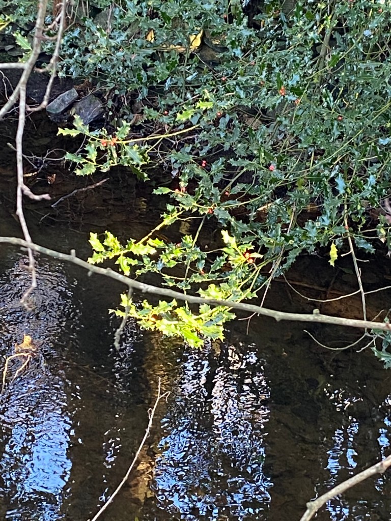 Holly growing over the Totnes Leat.