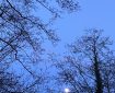 Evening Moon.