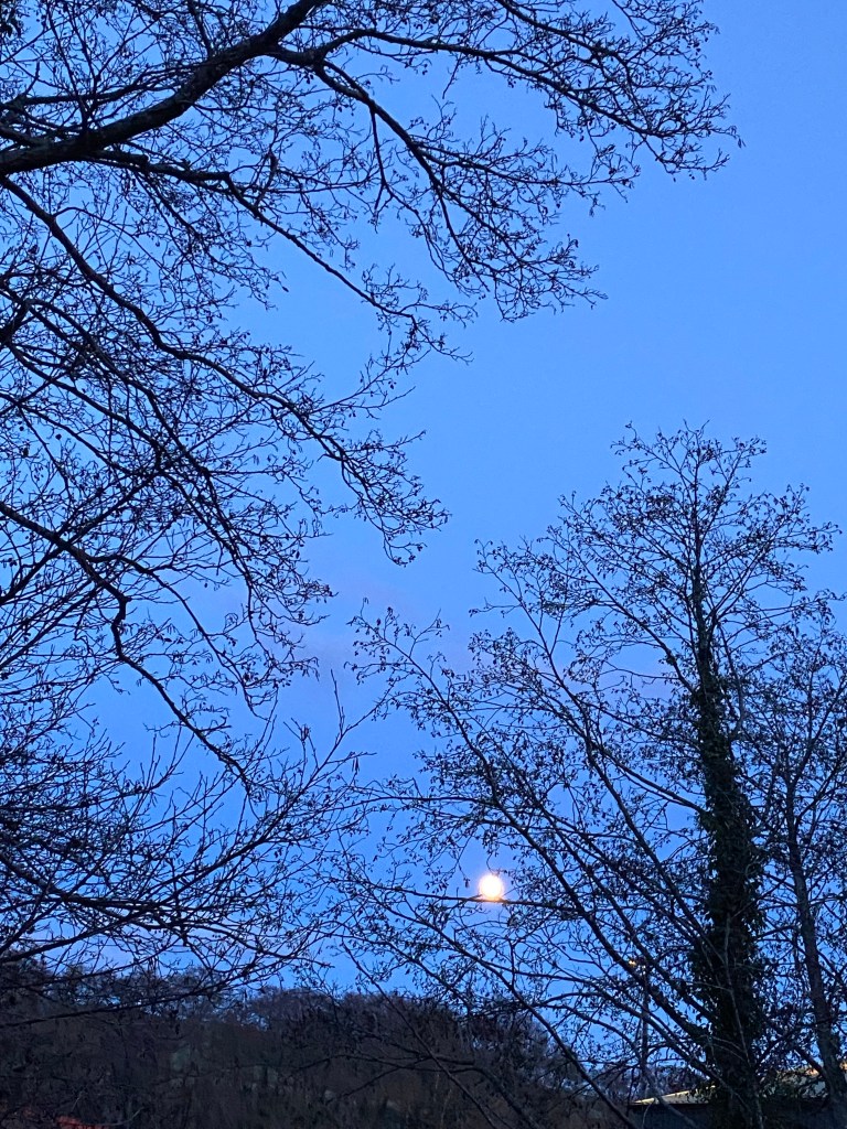 Evening Moon.