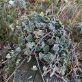 Ivy on a frosty morning.