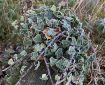 Ivy on a frosty morning.