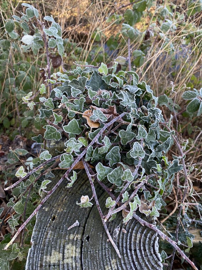 Ivy on a frosty morning.