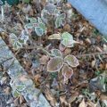 Frosty rose leaves.