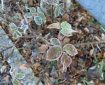 Frosty rose leaves.