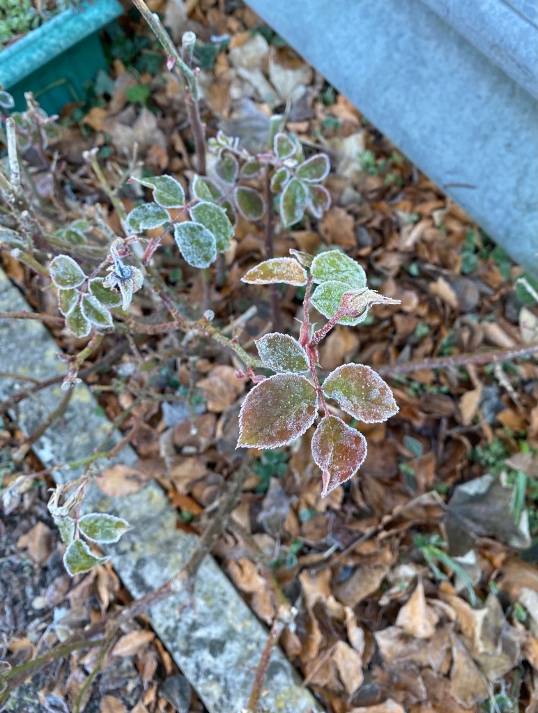 Frosty rose leaves.