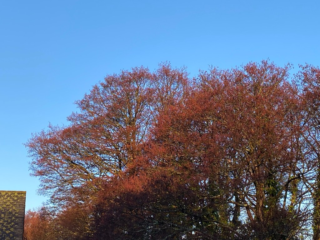 Early morning sunshine on the treetops.