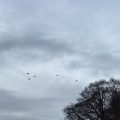 Pigeons flying across a grey sky, past a winter tree.
