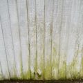 Ivy, nature’s calligrapher, on a white-washed fence.