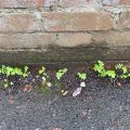 New spring growth against a wall.
