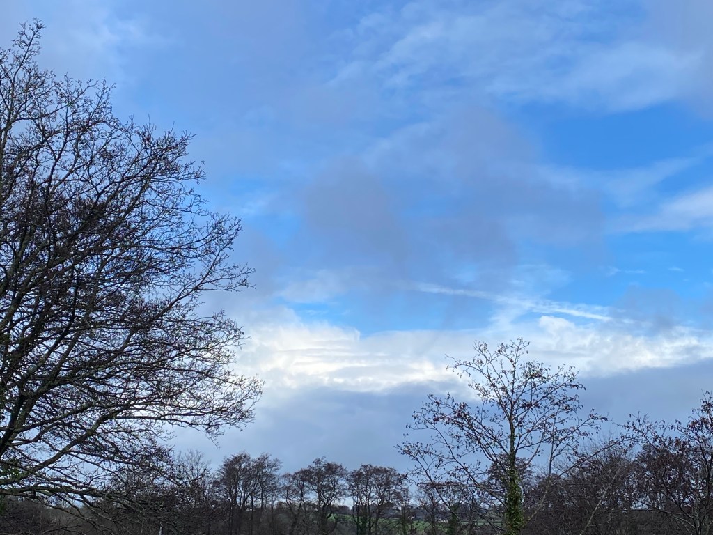Trees under a big sky.