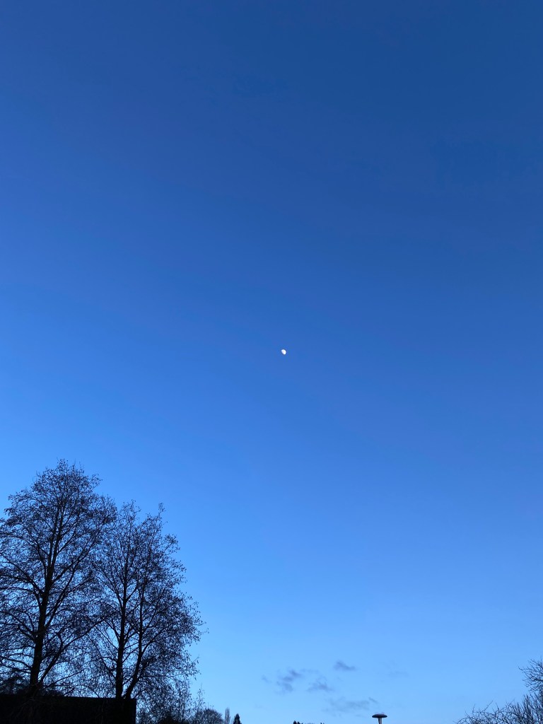 Moon above a thee in the afternoon.